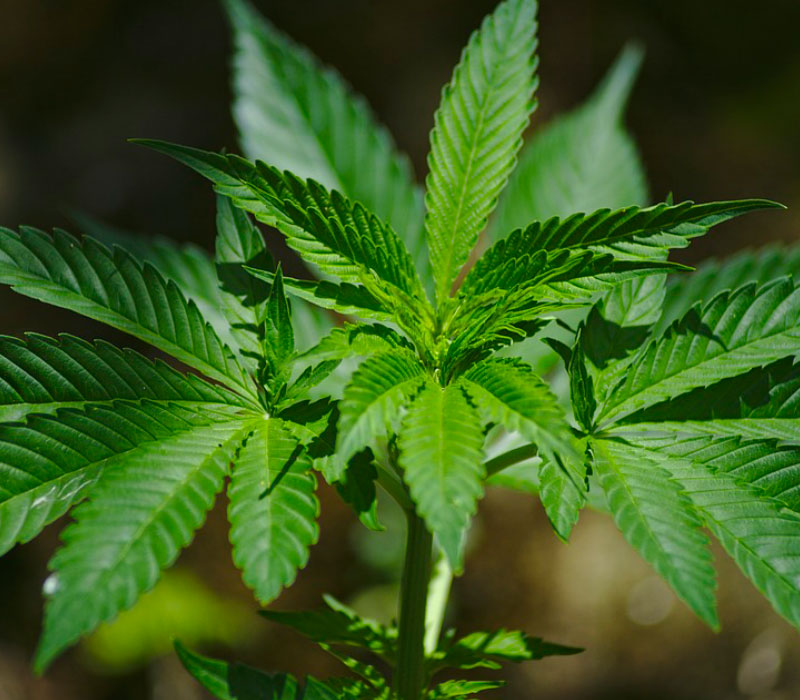 La planta medicinal Cannabis alivian el dolor en enfermedades con tratamientos limitados