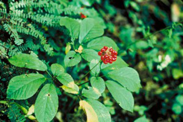 La planta medicinal Ginseng es muy útil para combatir el cansancio y mantenerse activo.