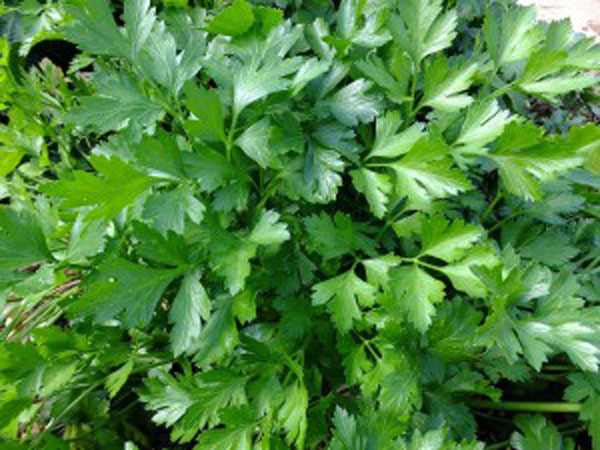 El Perejil como planta medicinal, es un excelente antioxidante y ayuda a mantener una buena salud renal.
