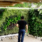 Muros verdes en Mexico, Johan Salazar