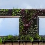 Eleanora Daura, jardines verticales en El Salvador
