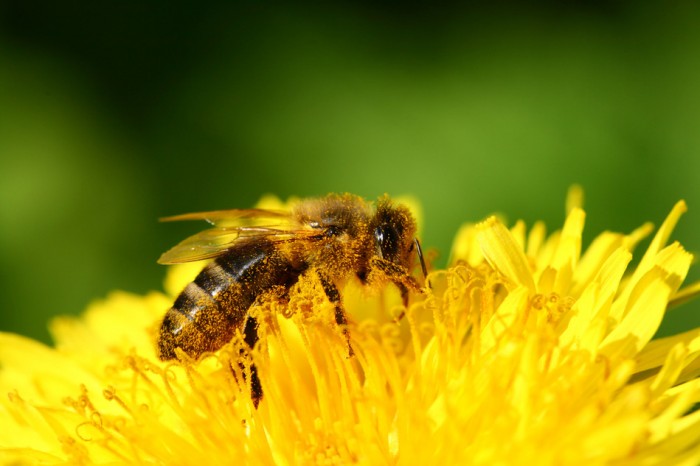 Polinización por abejas
